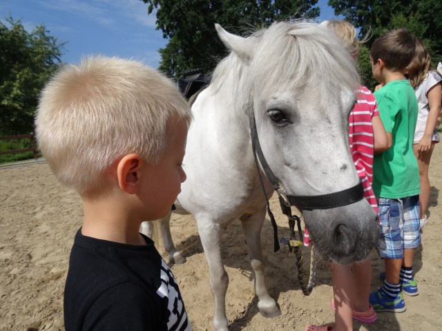 Koń jaki jest każdy widzi